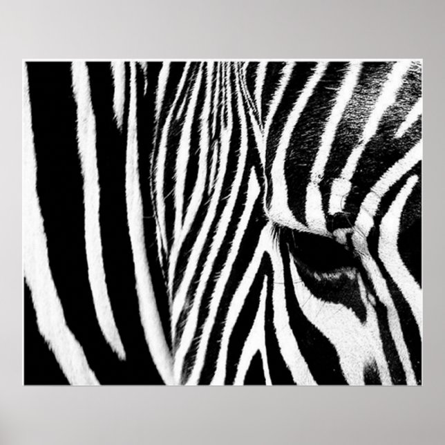 Zebra by tdgallery poster (Front)
