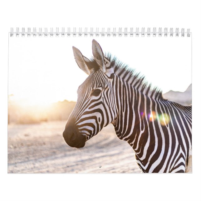 Zebra Calendar (Cover)