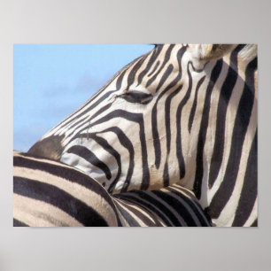 Zebra Canvas Print