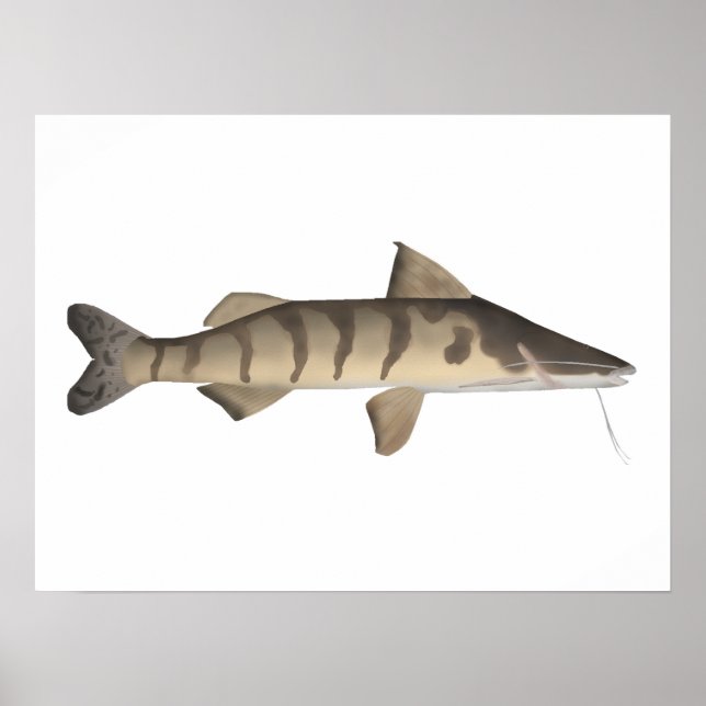 Zebra Catfish Poster (Front)