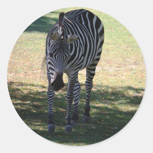 Zebra Classic Round Sticker