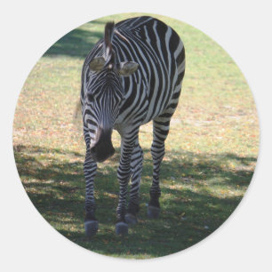 Zebra Classic Round Sticker