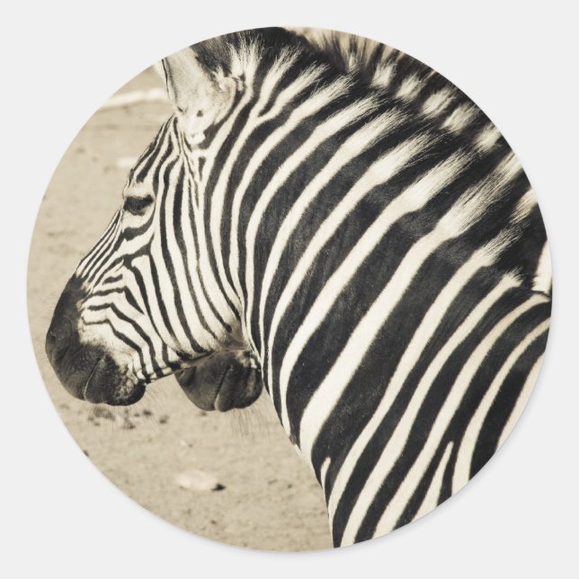 Zebra Classic Round Sticker (Front)