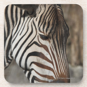 Zebra, close-up coaster