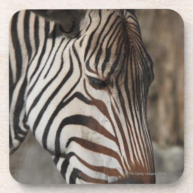 Zebra, close-up coaster (Front)