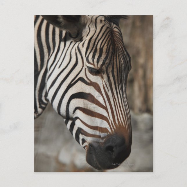 Zebra, close-up postcard (Front)