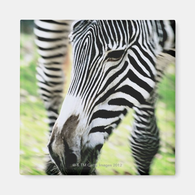 Zebra, close-up, selective focus magnet (Front)