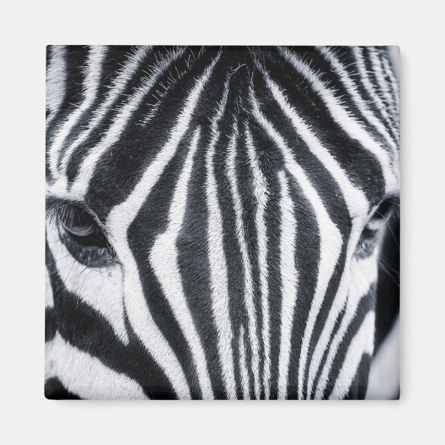 Zebra closeup image magnet (Front)