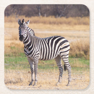 Zebra coaster