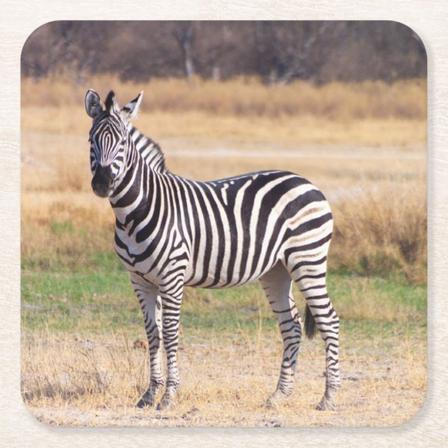 Zebra coaster (Front)