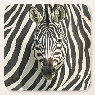 Zebra Coasters