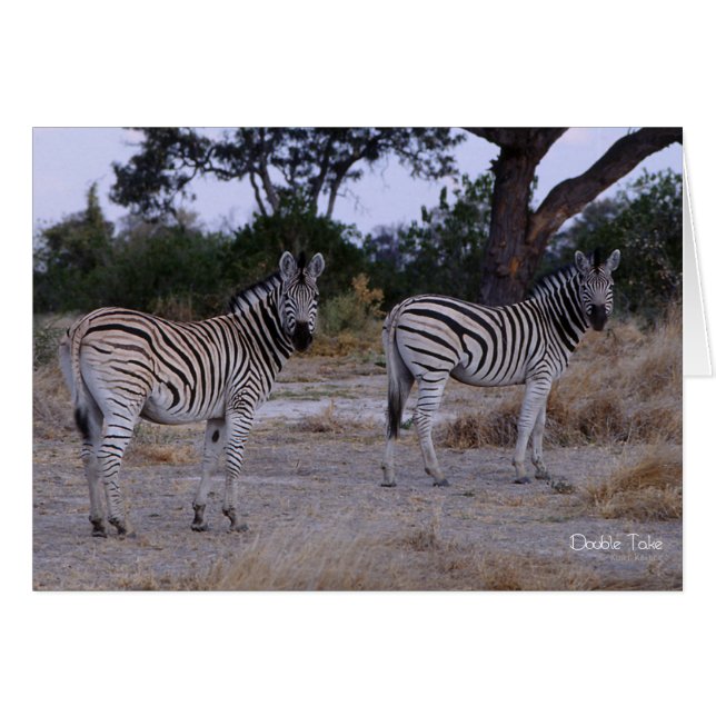 Zebra Double Take Photo (Front Horizontal)