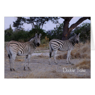 Zebra Double Take Photo