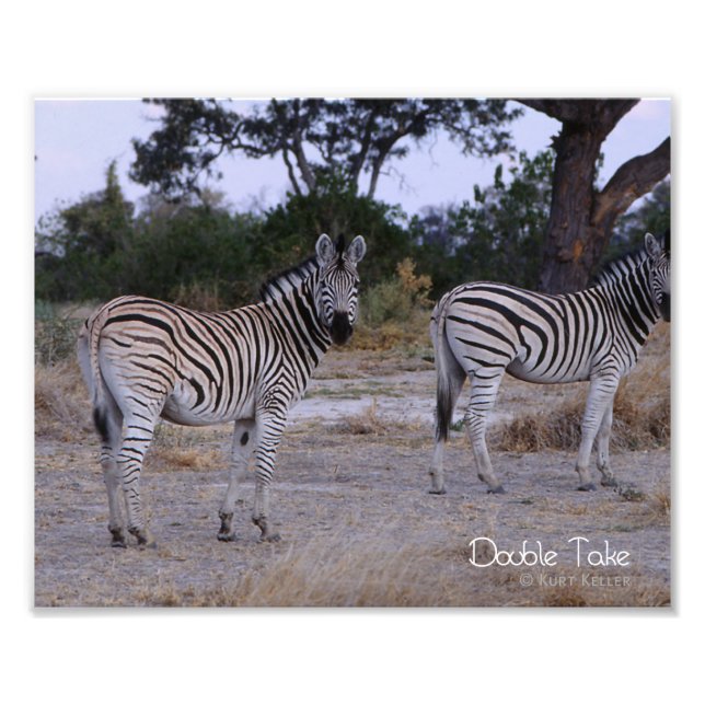 Zebra Double Take Photo (Front)