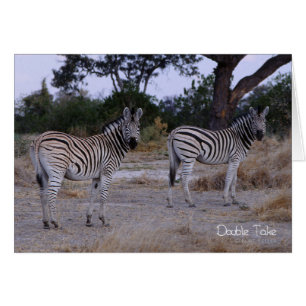 Zebra Double Take Photo