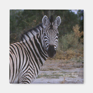 Zebra Double Take Photo Magnet
