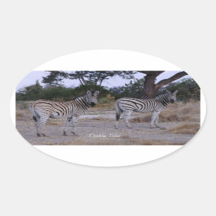 Zebra Double Take Photo Oval Sticker