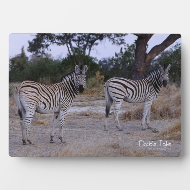 Zebra Double Take Photo Plaque (Front)
