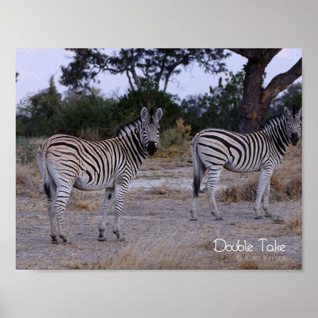 Zebra Double Take Photo Poster (Front)