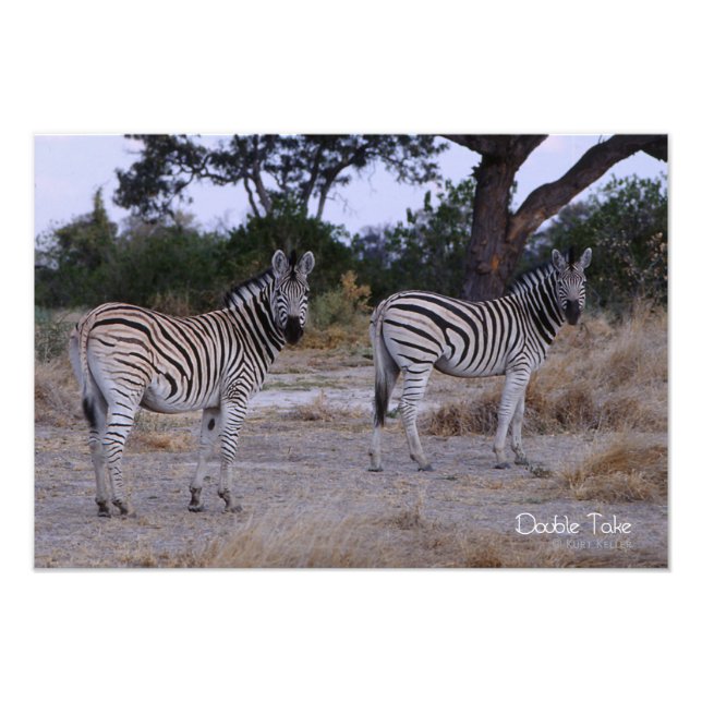 Zebra Double Take Photo Print (Front)