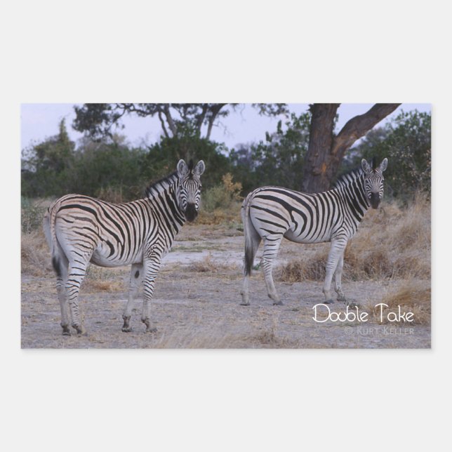 Zebra Double Take Photo Rectangular Sticker (Front)