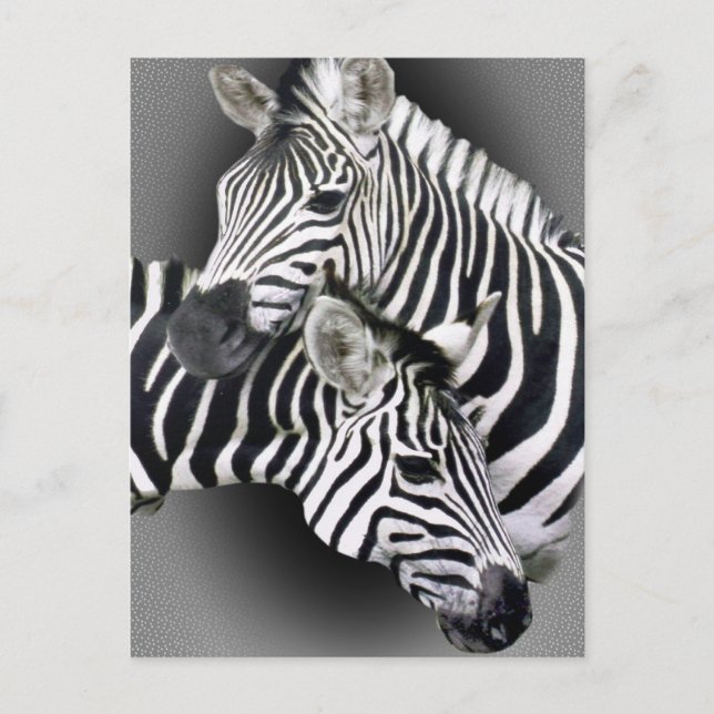 Zebra Entwined Gifts Postcard (Front)
