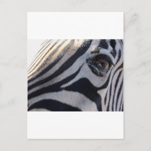 Zebra Eye Postcard