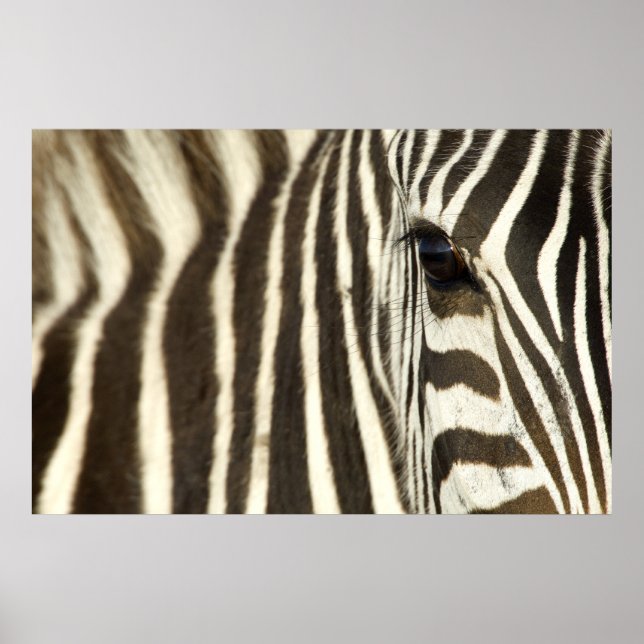 Zebra Eye Poster (Front)
