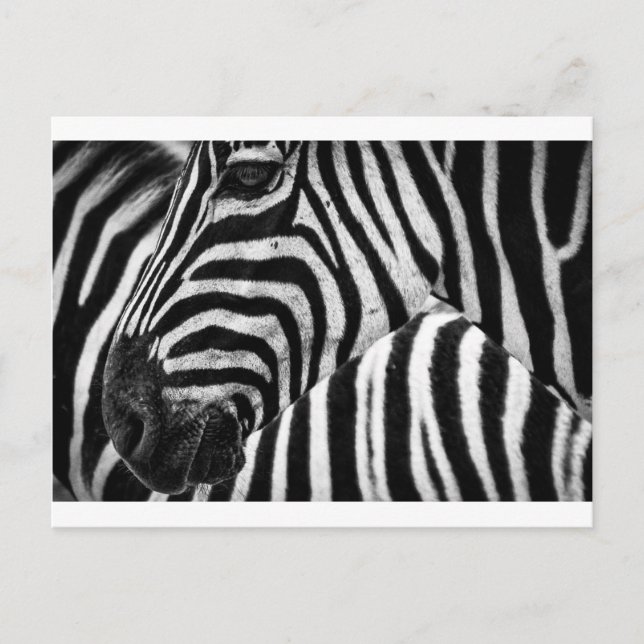 Zebra Face Postcard (Front)