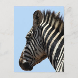 zebra faced postcard