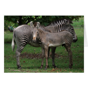 Zebra Family
