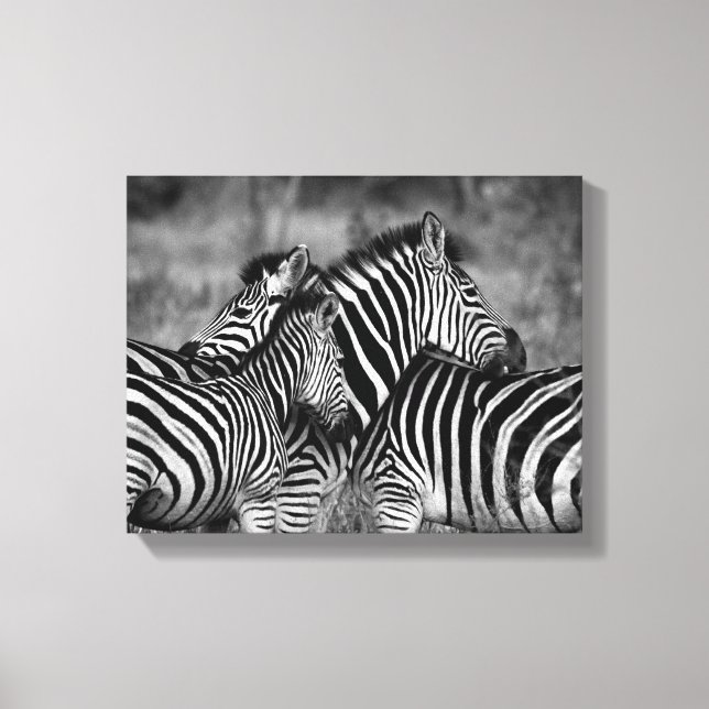 Zebra Family Canvas Print (Front)
