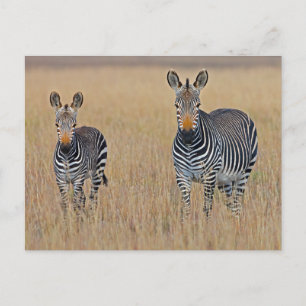 Zebra Family in African Savanna Photo Postcard