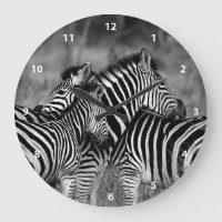 Zebra Family