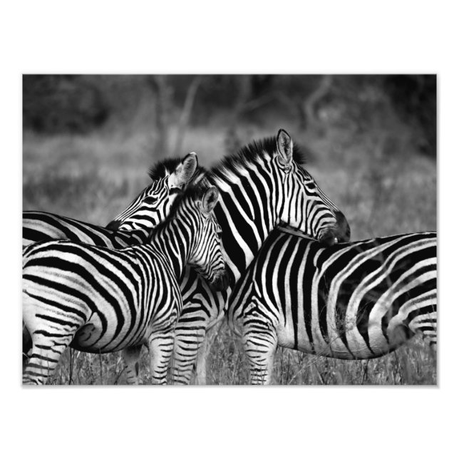 Zebra Family Photo Print (Front)