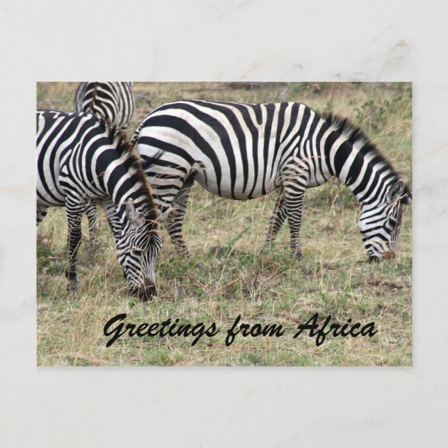 zebra feeding postcard (Front)