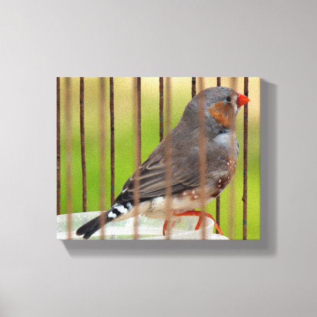 Zebra Finch Bird in Cage Canvas Print (Front)