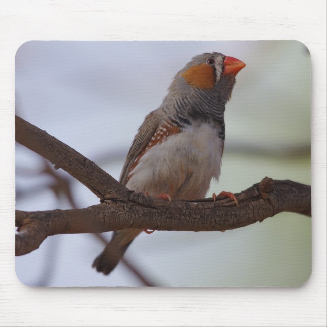 Zebra finch mouse mat (Front)