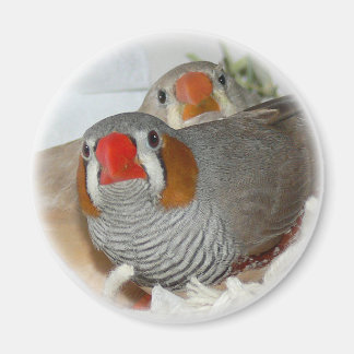 Zebra Finch Pair Magnet