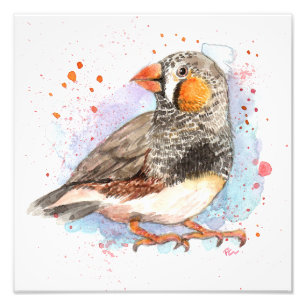 Zebra Finch Photo Print
