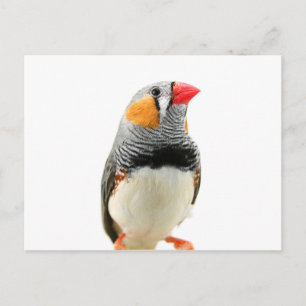 Zebra Finch Postcard
