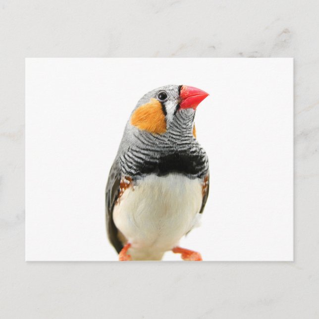 Zebra Finch Postcard (Front)