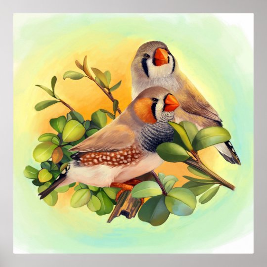 Zebra finch realistic painting poster | Zazzle.co.uk