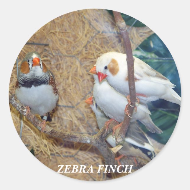 ZEBRA FINCH STICKERS (Front)