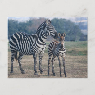Zebra Foal and Mother Postcard