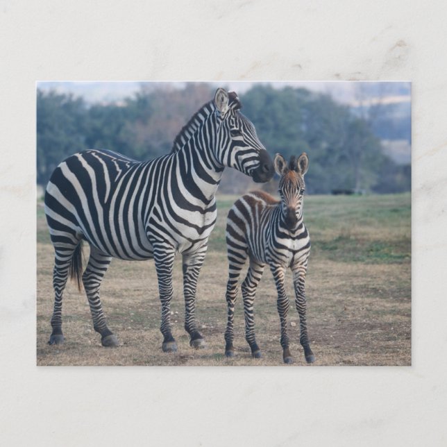 Zebra Foal and Mother Postcard (Front)