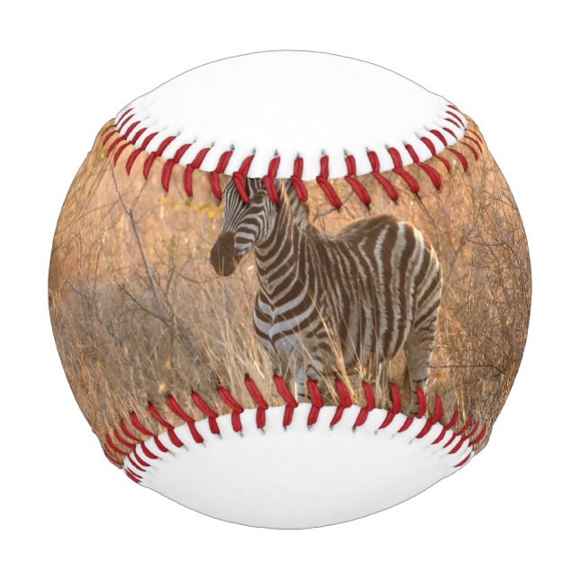 Zebra foal in morning light baseball (Front)