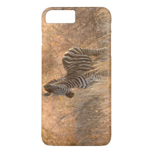 Zebra foal in morning light iPhone 8 plus/7 plus case