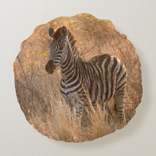 Zebra foal in morning light round cushion (Back)