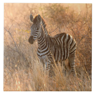 Zebra foal in morning light tile